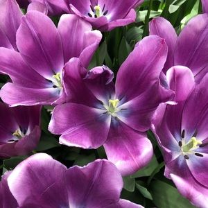 Meet your Posher, Crystal